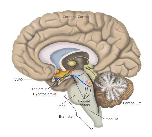 Neural Control of SWS n Ventrolateral preoptic area Destruction of this area produced insomnia (and eventually death) in rats Neural Control of SWS n Ventrolateral preoptic area Receives inhibitory