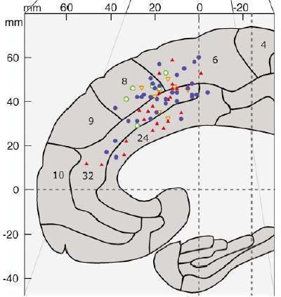 Figure 1: Previous evidence of medial frontal cortex activation. Image source: Ridderinkhof et al.