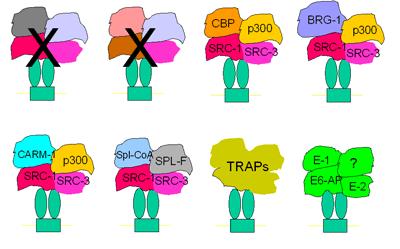 Steroid receptors are part of complex signalling networks: From STKE of estrogen pathway: ERalpha and ER beta independently interact with estrogen.