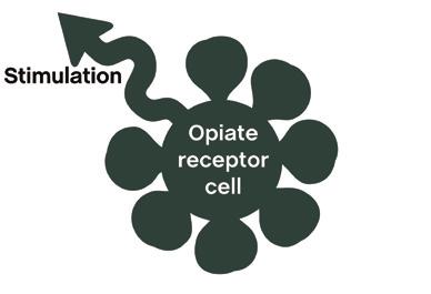 When an opiate drug like heroin or a methadone is used, it sticks to these cells