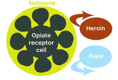 Naloxone sticks to your opiate receptor cells, preventing heroin or other opiates like buprenorphine giving you a high, but does not stimulate these cells, so does