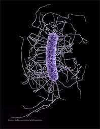 Clostridium Difficile Gram +ve, anaerobic spore Present in intestine of 2-5% of population Antibiotic exposure increases risk of developing C.
