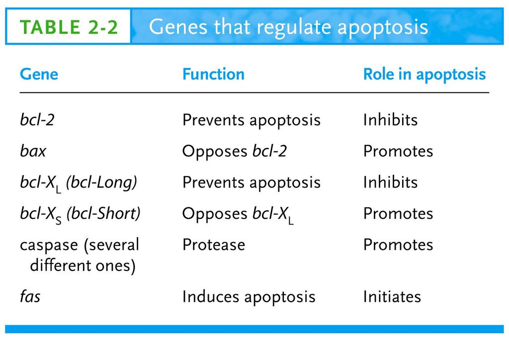 Apoptosis Programmed cell death Changes: shrinking, rearrangement of cytoskeleton, alteration of cell