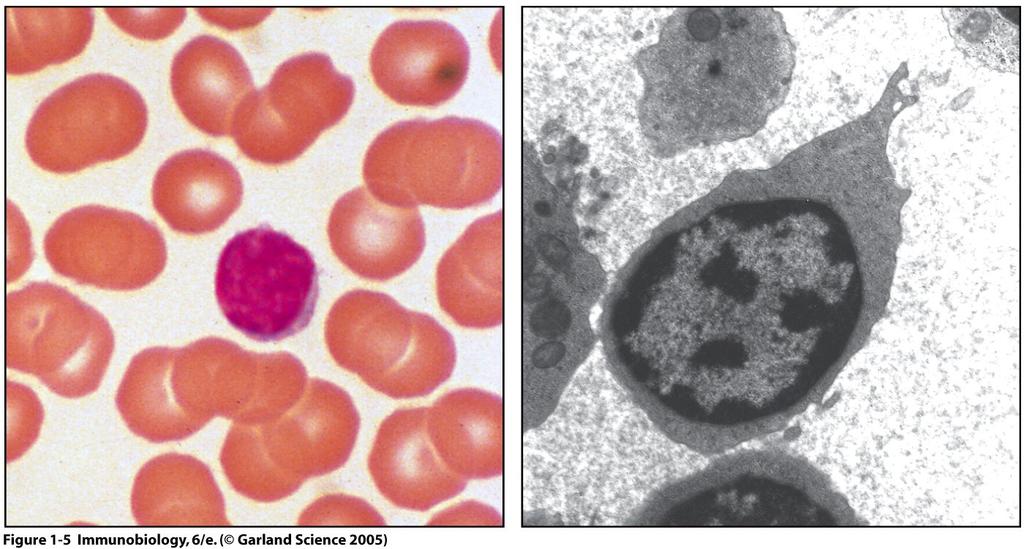 Lymphocytes Figure -5 (NK cells 5-0%) Lymphocytes Three populations: B cells T cells NK cells Naïve lymphocyte Ag exposure Lymphoblast Effector cells & Memory cells
