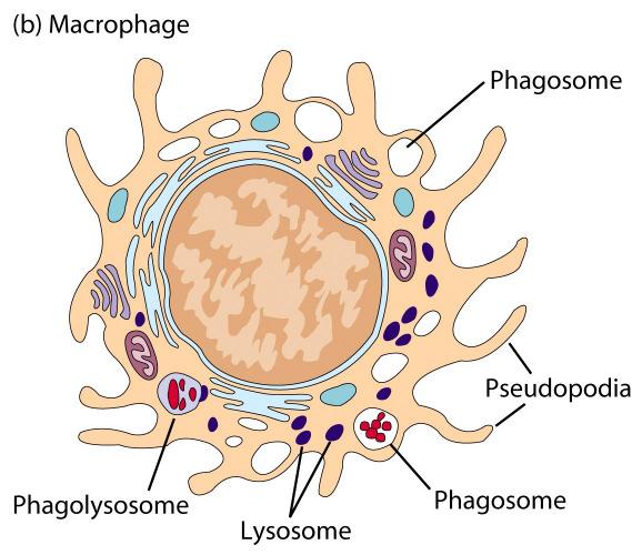 - Macrophages are long-lived cells.