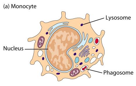 mononuclear phagocyte system Monocyte