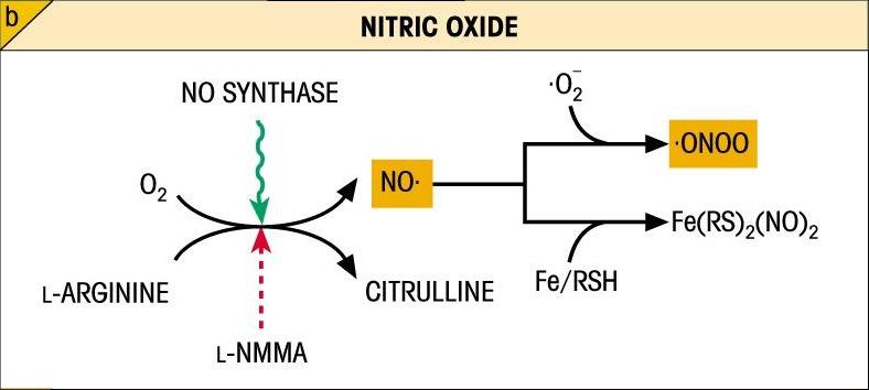 -The NADPH oxidase mediates the following chemical reaction: >40 The enzyme superoxide dismutase then catalyzes the formation of hydrogen peroxide from the superoxide: The Respiratory Burst