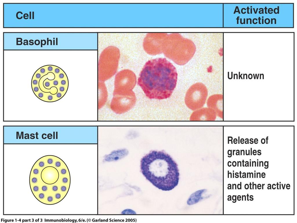 role: Ag uptake in peripheral sites, and presentation to Th cells in lymph nodes - Best APC -