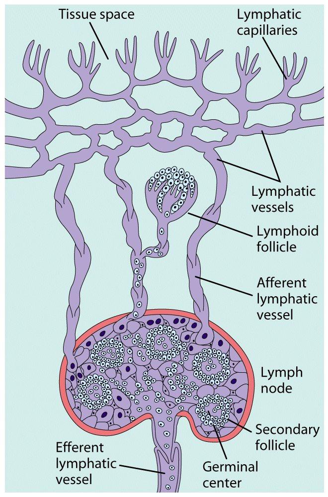 escapes the blood and brings it back to the blood LYMPH NODES -Site for immune responses for