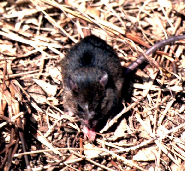 Mastomys Species Complex Multimammate rat Prolific breeder (~8-12