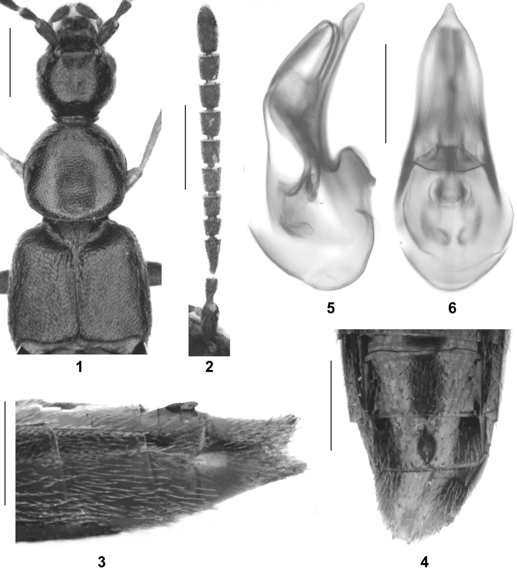 download www.zobodat.at 330 么: tergite VII with pronounced median tubercle in posterior half, this tubercle shaped like a shark s dorsal fin in lateral view (Fig.