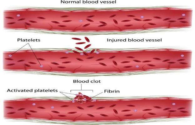 Once a blood vessel is injured, we want platelets to adhere and aggregate only at the site of injury but not in adjacent areas.