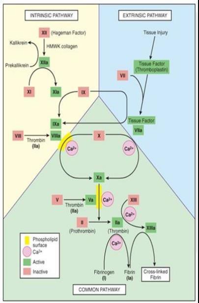 * The coagulation cascade means that at each step, a proenzyme is cleaved to become an active enzyme that then cleaves the next proenzyme to become an active enzyme and so on.