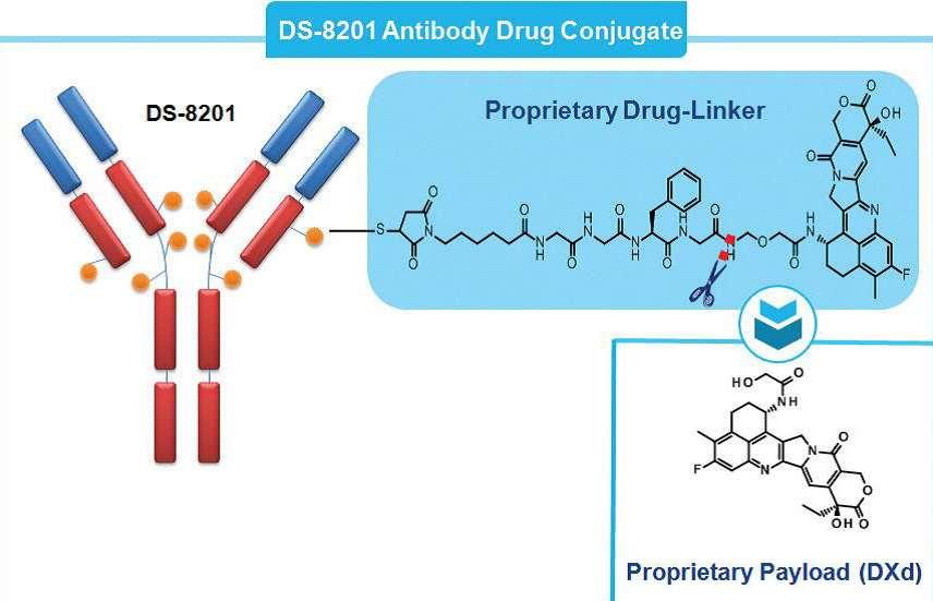 DS-8201a is a HER2-targeted antibody drug conjugate (ADC) with novel