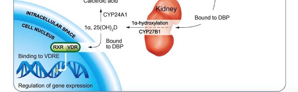 4 Hy D 24 hydroxylation 24,25(OH) 2 D CYP24A1 Non genomic mechanism Intestinal Ca absorption Opening of