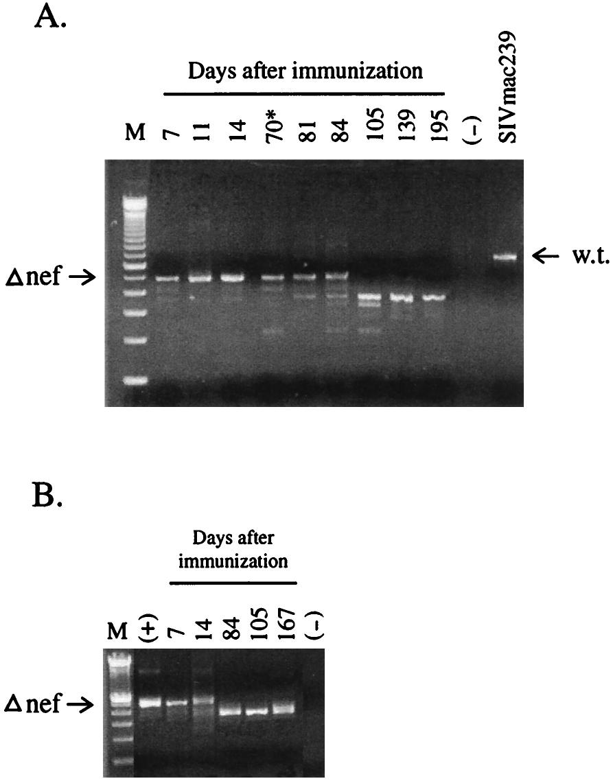 7508 CONNOR ET AL. J. VIROL. FIG. 6. DNA PCR analysis of sequential PBMC and plasma samples from animal 1490.