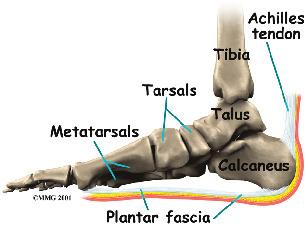 This guide will help you understand how plantar fasciitis develops how the condition causes problems what can be done for your pain Anatomy Where is the plantar fascia, and what does it do?