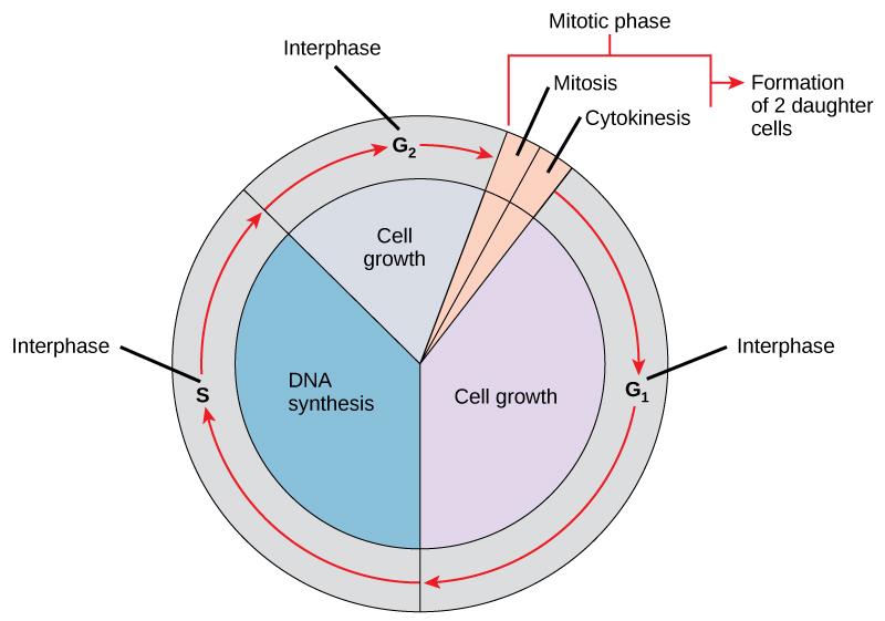 OpenStax-CNX module: m52672 2 Figure 10.2 1: The cell cycle consists of interphase and the mitotic phase. During interphase, the cell grows and the nuclear DNA is duplicated.