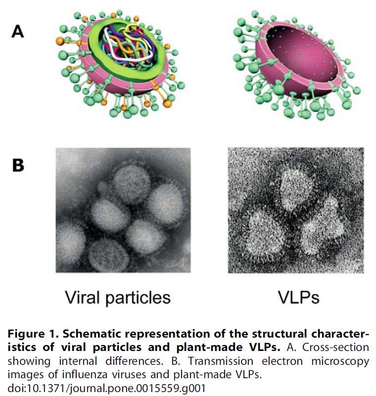 Virus Like Particles,