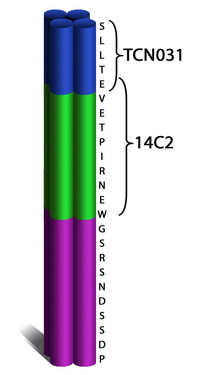 M2e The ectodomain of M2 presented as a homotetramer ion