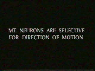 MT neurons are direction-selective MT neurons are direction-selective Maunsell and Van Essen, 1983 Behavioral