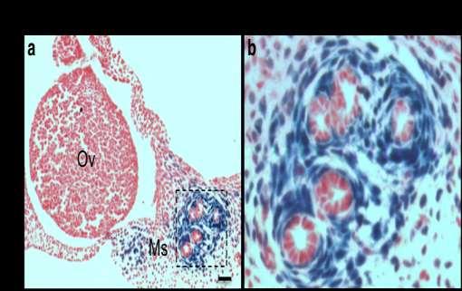 Supplementary Figure 1: Expression of Gli1-lacZ in E17.5 ovary and mesonephros. a, Transverse sections of E17.