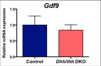 Supplementary Figure 11: qpcr analysis of Gdf9 expression in control and Dhh/Ihh DKO (Sf1-Cre; Ihh f/- ; Dhh -/- ) ovaries. n=4 for control ovaries and n=3 for Dhh/Ihh DKO ovaries.