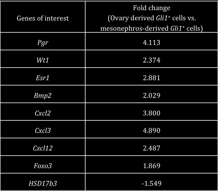 Supplementary Table 1: Fold changes of genes of interest from microarray analysis of ovaryderived Gli1-positive cells versus mesonephros-derived