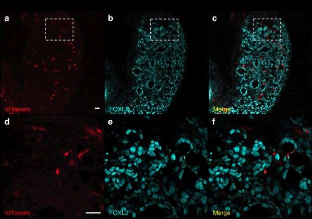 Supplementary Figure 4: Lineage-tracing experiments for the mesonephros-derived Gli1- positive cells in the perinatal ovary.