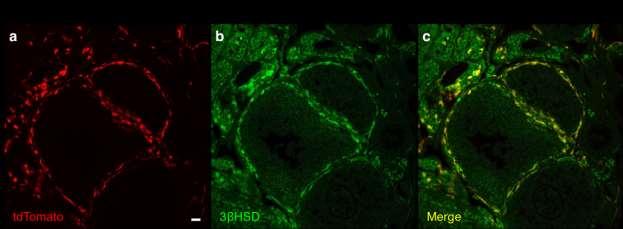 Supplementary Figure 6: Mesonephros-derived Gli1-positive cells are steroidogenically active in the adult ovary.