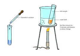 6.2 ENZYME LAB Question: Does SALIVA have an affect on CARBOHYDRATES? BACKGROUND: -6.