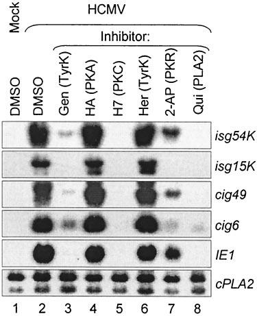 VOL. 79, 2005 REPLICATION ROLE OF GAS-LIKE ELEMENTS IN HCMV MIEP/E 5037 HindIII sites of pelu-basic (47) to generate pelu-vrs-w and pelu-vrs-p reporter plasmids.