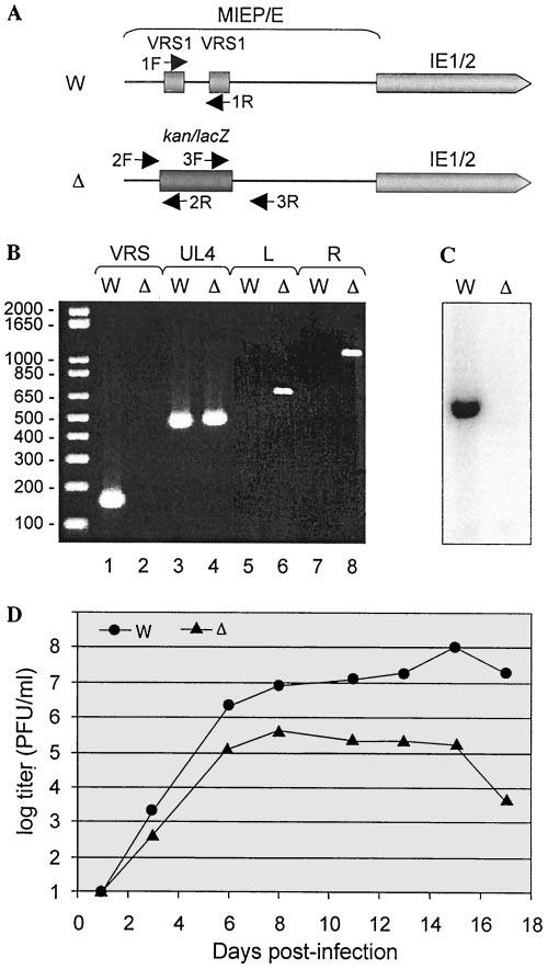 VOL. 79, 2005 REPLICATION ROLE OF GAS-LIKE ELEMENTS IN HCMV MIEP/E 5039 FIG. 3. Deletion analysis of two VRS1 elements in the HCMV major IE promoter.