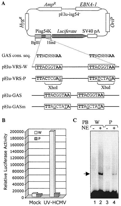 5040 NETTERWALD ET AL. J. VIROL. FIG. 4. Analyses of point mutations in the VRS elements. (A) The VRS1 wild-type and point mutation reporter plasmids, pelu- VRS-W and pelu-vrs-p, were constructed.