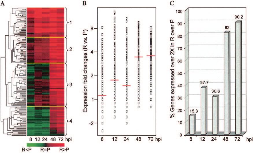 VOL. 79, 2005 REPLICATION ROLE OF GAS-LIKE ELEMENTS IN HCMV MIEP/E 5043 FIG. 8. Comparison of HCMV gene expression in AD169VRS-P and AD169VRS-R viruses in an HCMV microarray.
