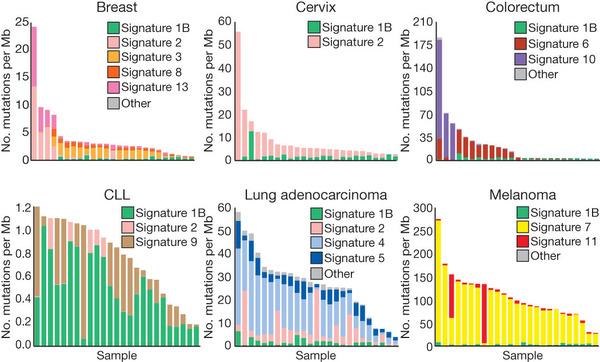The contributions of mutational signatures to individual cancers of selected