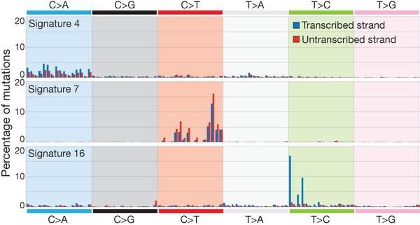 Selected mutational signatures with strong transcriptional strand