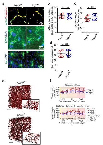 Supplementary Figure 4 Astrocyte coverage of capillary wall, astrocyte and microglia numbers and capillary length in 1- to 2- month-old pericyte-deficient Pdgfrb +/ mice and age-matched littermate