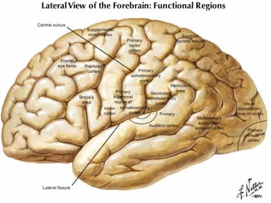 the right for mental imagery and arranging shapes. Semantic language tasks are processed in the left anterior frontal lobe. Auditory word forms are processed in the left tempoparietal cortex.