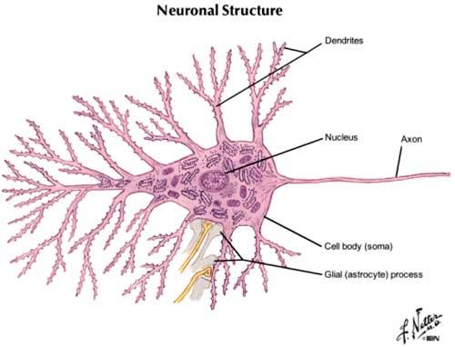 There are 2 basic cell types in the nervous system neurons and glial cells, including myelin.
