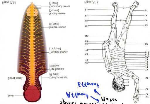 (slide 4: not to scale does not need to be memorized) shows the somatic nerves coming out of the spinal cord shows us that the body is very systematically segmented each body region matches up with a