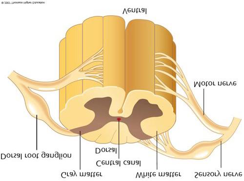 CENTRAL NERVOUS SYSTEM (CNS) The Spinal Cord (slide 7: represents one segment of the spinal cord, can be found on pg.