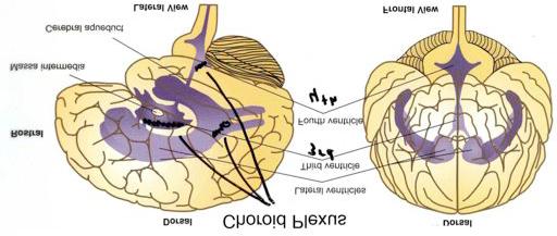 focus on ventricle system, similar image can be found on pg.