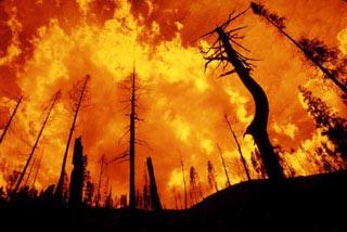 Worst Forest Fire in Colorado History: