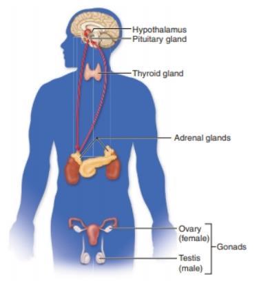 HORMONAL IMBALANCES (pg.98) Hormones: chemical messengers which are secreted by endocrine glands each endocrine gland produces its own hormones or set of hormones.