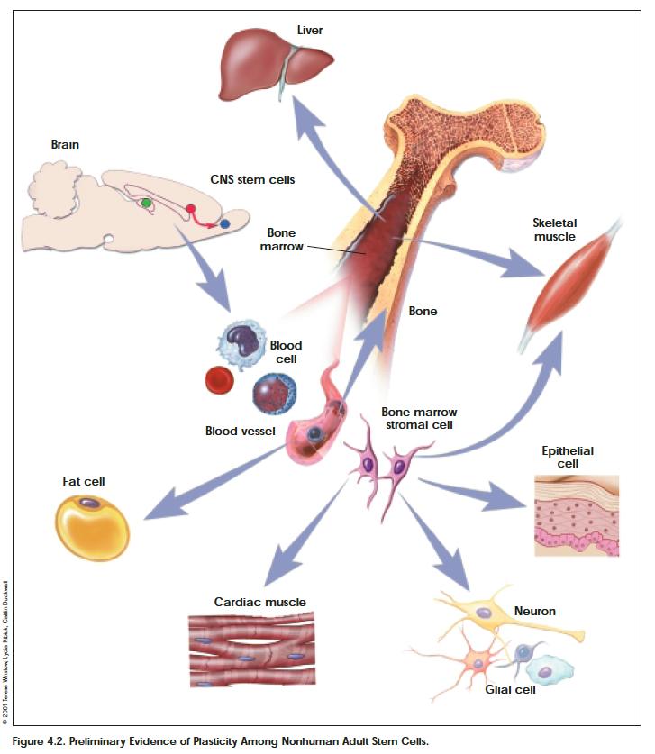 3. Adult (Somatic) Stem Cells - Plasticity? 1. Neural Stem Cells for Blood. 2.