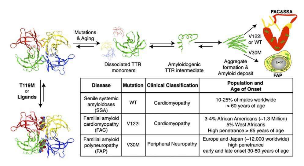 Strategies to Prevent TTR Amyloid Deposition Stabilize tetrameric form of TTR Tafamidis NSAIDs (diflunisal) AG10 Knock