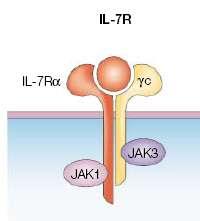 Interleukin-7 Receptor IL-7 Receptor: - -chain (CD127) - -chain (CD132) Common to receptors for IL-2, IL-4, IL-7, IL-9, IL-15,