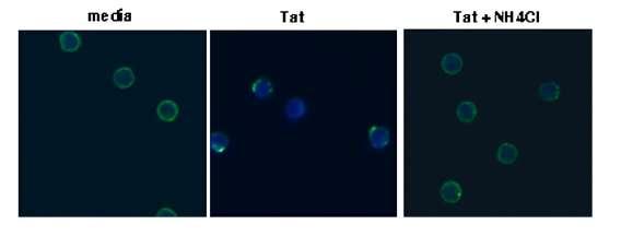 Tat trapped in endocytic vesicles
