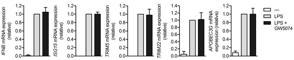 Supplementary Figure 1 Raf-1 inhibition does not affect TLR4-induced type I IFN responses.